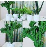 Cactus Euphorbia With White Ceramic Planter